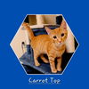 adoptable Cat in Sugar Land, TX named Carrot Top #full-of-fun