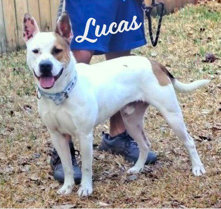 Lucas #ready-to-snuggle, an adoptable Cattle Dog in HOUSTON, TX