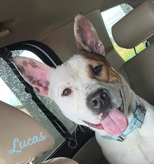 Lucas #ready-to-snuggle, an adoptable Cattle Dog in HOUSTON, TX