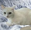 adoptable Cat in  named Snowball #sister-of-Guero