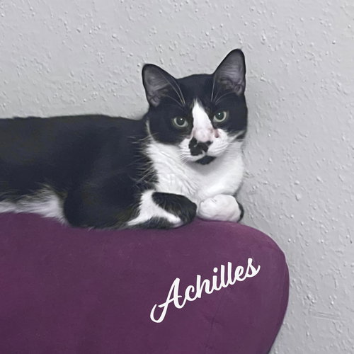 Achilles #retired-dumpster-diver, Young Tuxedo / Mixed (short coat), cat for adoption in Friendswood, Texas