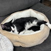 Achilles #retired-dumpster-diver - Photo 6