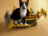 Achilles #tuxedo-boy - Photo 3