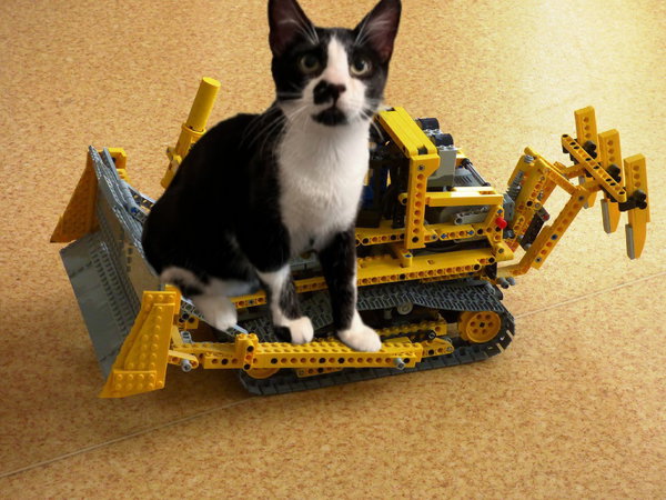 Achilles #tuxedo-boy