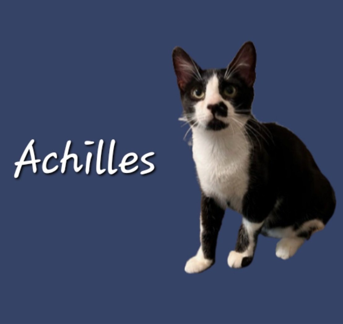 adoptable Cat in Sugar Land, TX named Achilles #karate-guy