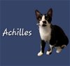 adoptable Cat in  named Achilles #karate-guy
