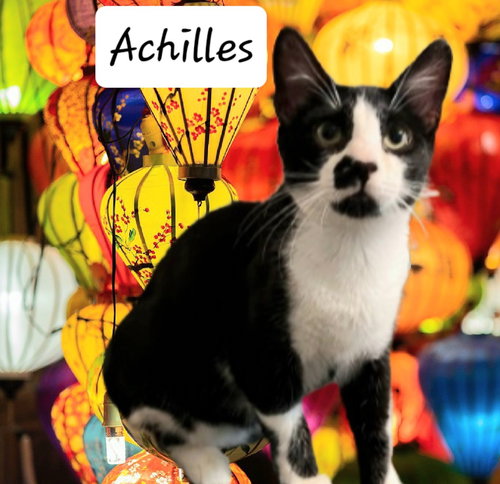 ACHILLES #TUXEDO-BOY - Tuxedo available for adoption