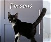 adoptable Cat in  named Perseus #expert-snuggler