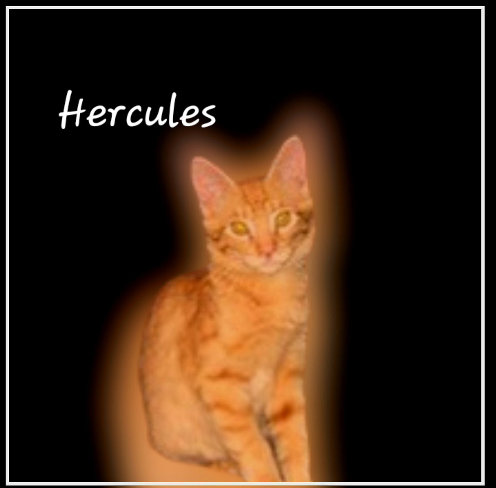 Cats for Adoption in Baytown, Texas | Alpha Paw