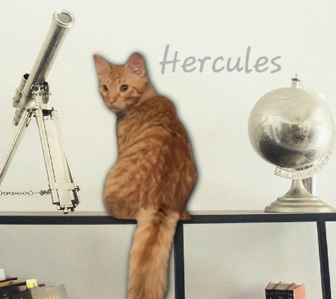 adoptable Cat in Sugar Land, TX named Hercules #strong-man?