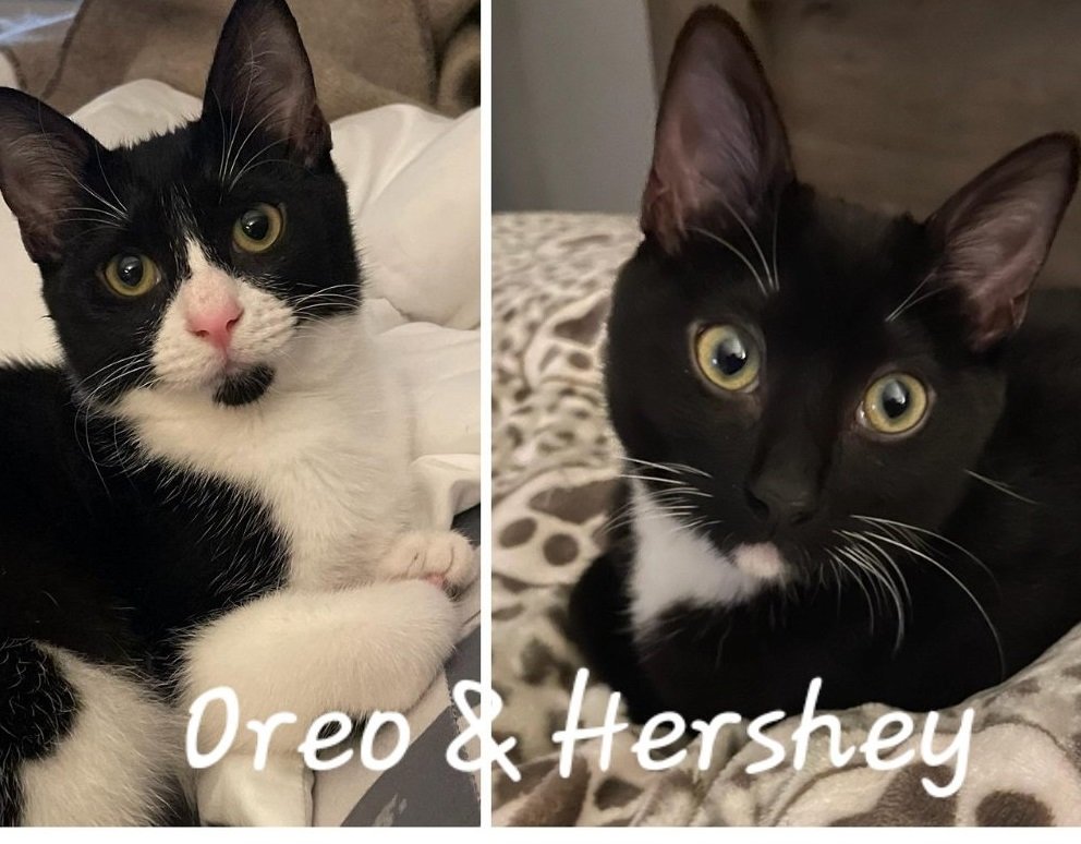 adoptable Cat in Sugar Land, TX named Oreo & Hershey #bonded-sibs