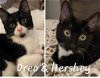 adoptable Cat in  named Oreo & Hershey #bonded-sibs