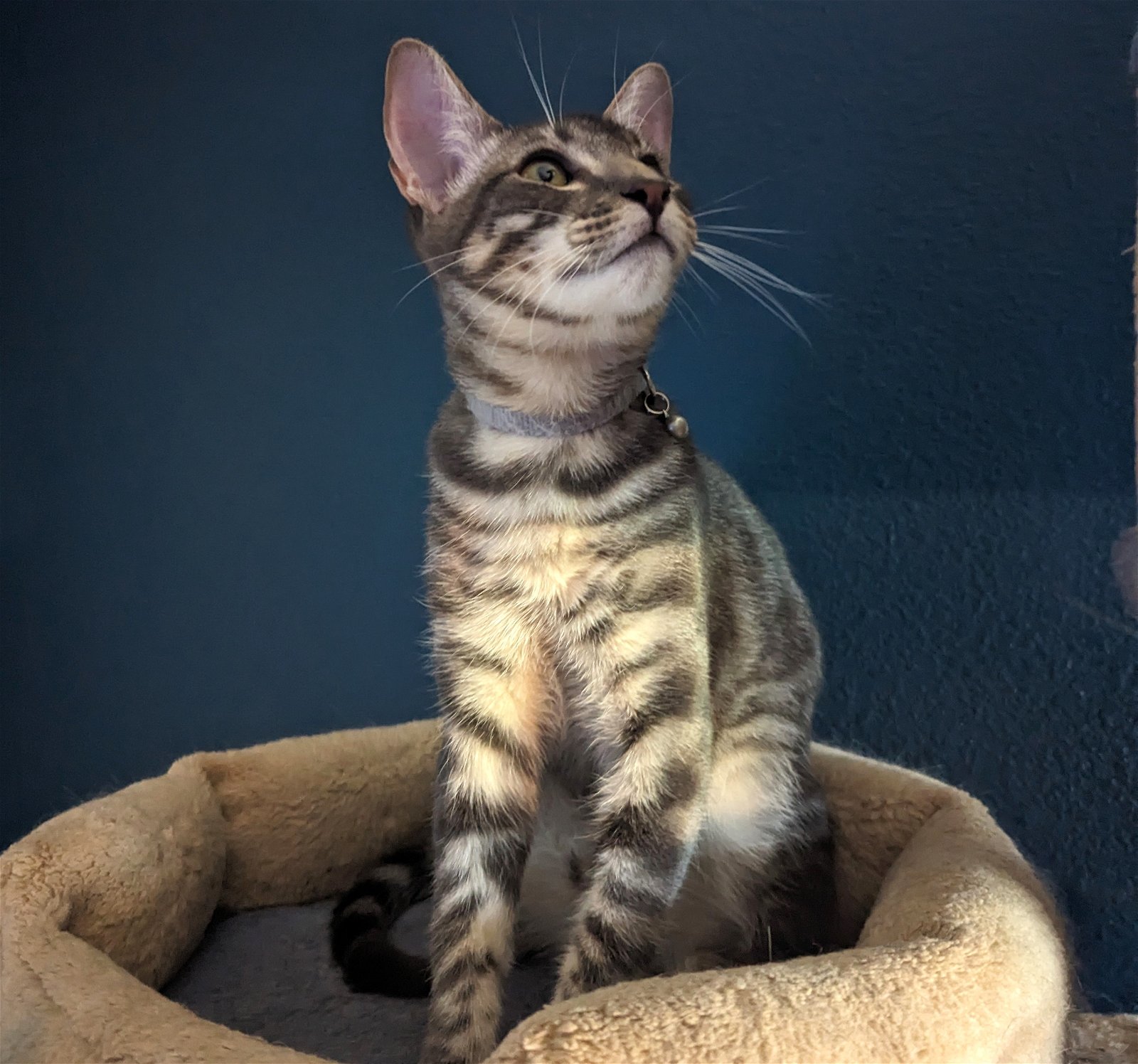 adoptable Cat in Houston, TX named Squirt #brother-of-Bowser