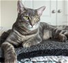 adoptable Cat in  named Bowser #brother-of-Squirt