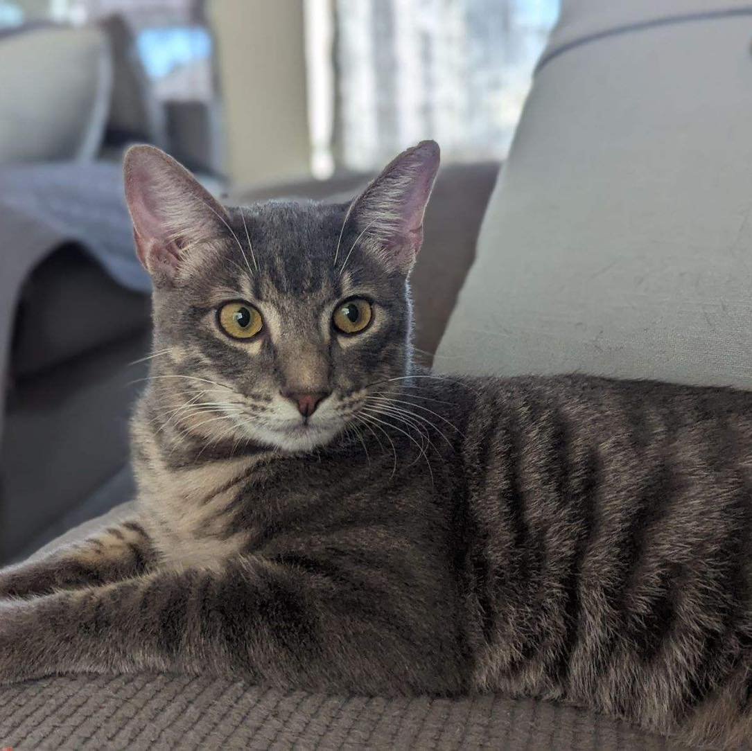 adoptable Cat in Houston, TX named Bowser #brother-of-Squirt