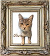 adoptable Cat in Sugar Land, TX named Olivia #seeks-adventure