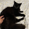 adoptable Cat in  named Mama Kitty #fluffy-plume-tail
