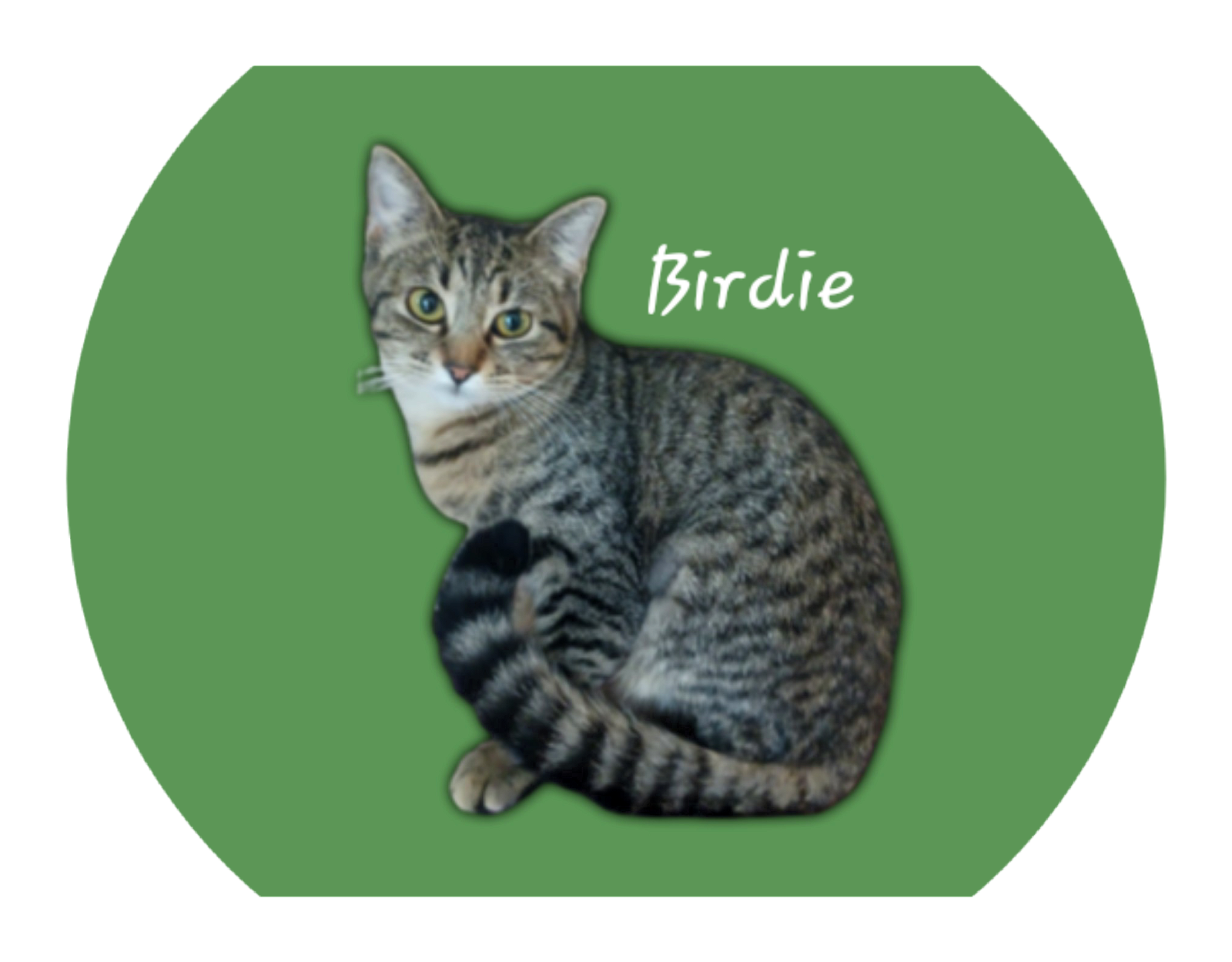 adoptable Cat in Sugar Land, TX named Birdie #chirper