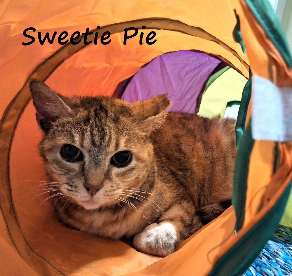 adoptable Cat in Houston, TX named Sweetie Pie #purrs-sweet-nothings