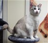 adoptable Cat in houston, TX named Cleocatra #craves-attention