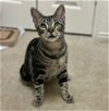 adoptable Cat in  named Churro #thrives-on-attention