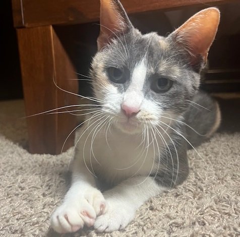adoptable Cat in Houston, TX named Mittens #polydactyl-cutie-pie