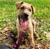 adoptable Dog in houston, TX named Biscuit #eager-to-please