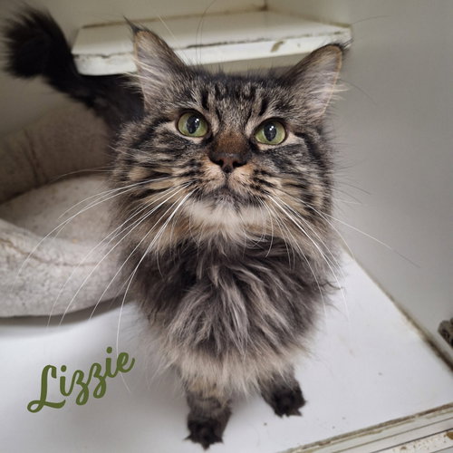 Lizzie #real-beauty, an adoptable Maine Coon in HOUSTON, TX