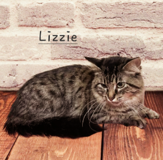 adoptable Cat in Sugar Land, TX named Lizzie #real-beauty