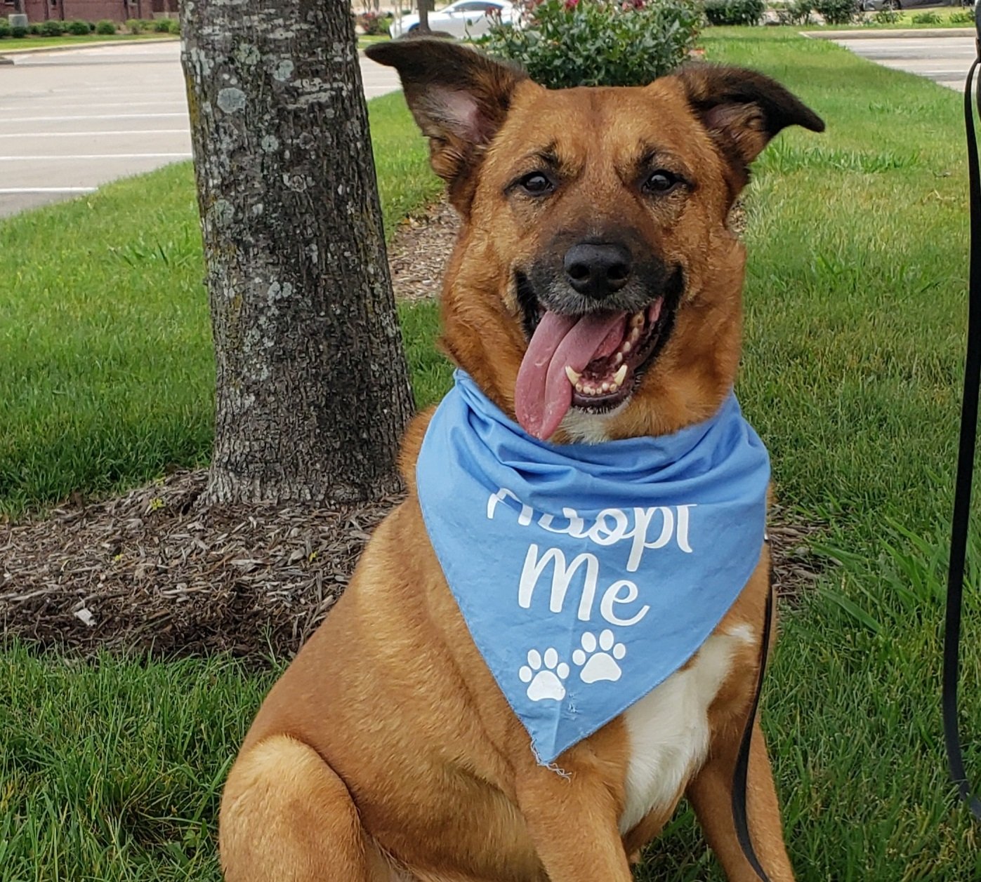 adoptable Dog in Houston, TX named Kodi #stumpy-tailed