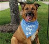 adoptable Dog in houston, TX named Kodi #stumpy-tailed
