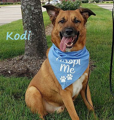 adoptable Dog in Houston, TX named Kodi #stumpy-tailed