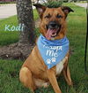 adoptable Dog in  named Kodi #stumpy-tailed