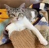 adoptable Cat in  named Mixie #sister-of-Moji