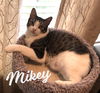 adoptable Cat in  named Mikey #he-eats-anything
