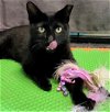 adoptable Cat in  named Truffle #easy-going-easy-care-easy-to-love