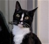 adoptable Cat in houston, TX named Button #cute-as-a-button