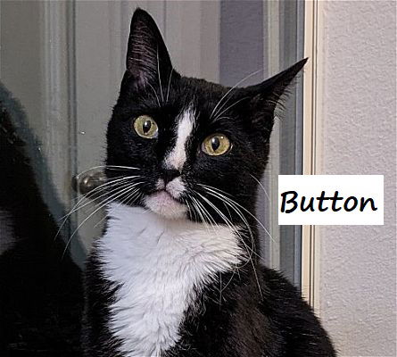 adoptable Cat in Houston, TX named Button #cute-as-a-button