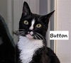 adoptable Cat in  named Button #cute-as-a-button