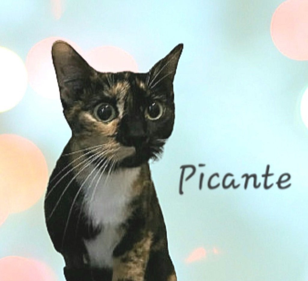 adoptable Cat in Sugar Land, TX named Picante #beauty-queen
