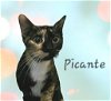 adoptable Cat in  named Picante #beauty-queen