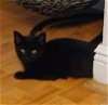 adoptable Cat in  named Starlight #Jedi-cat?