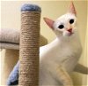 adoptable Cat in hou, TX named Eclair #charismatic-charmer