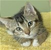 adoptable Cat in  named Sophie #bonded-to-Tippy
