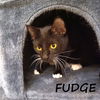 adoptable Cat in Sugar Land, TX named Fudge #smooth-n-sweet