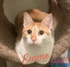adoptable Cat in  named Emme #doll-on-the-doormat