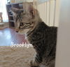 adoptable Cat in Sugar Land, TX named Brooklyn #queen-of-your-heart