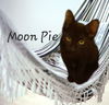 adoptable Cat in  named Moon Pie #a-candid-interview