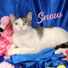 adoptable Cat in  named Snow #spunky-four