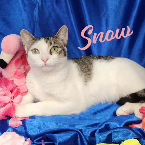 picture of the cat needing adoption